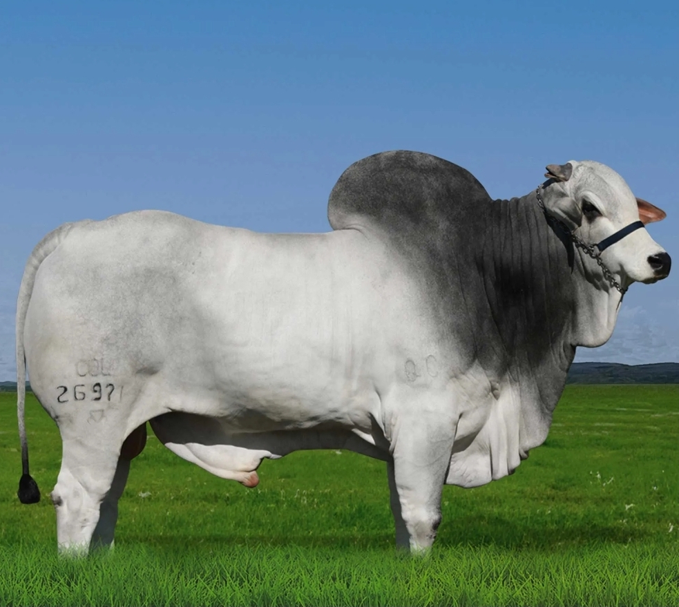 Pecuária e patrimônio rural